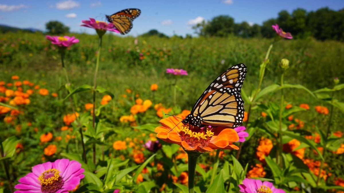 5 Stunning Butterfly Garden Flower Beds to Attract Pollinators