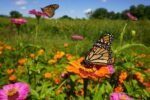 5 Stunning Butterfly Garden Flower Beds to Attract Pollinators