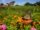 5 Stunning Butterfly Garden Flower Beds to Attract Pollinators
