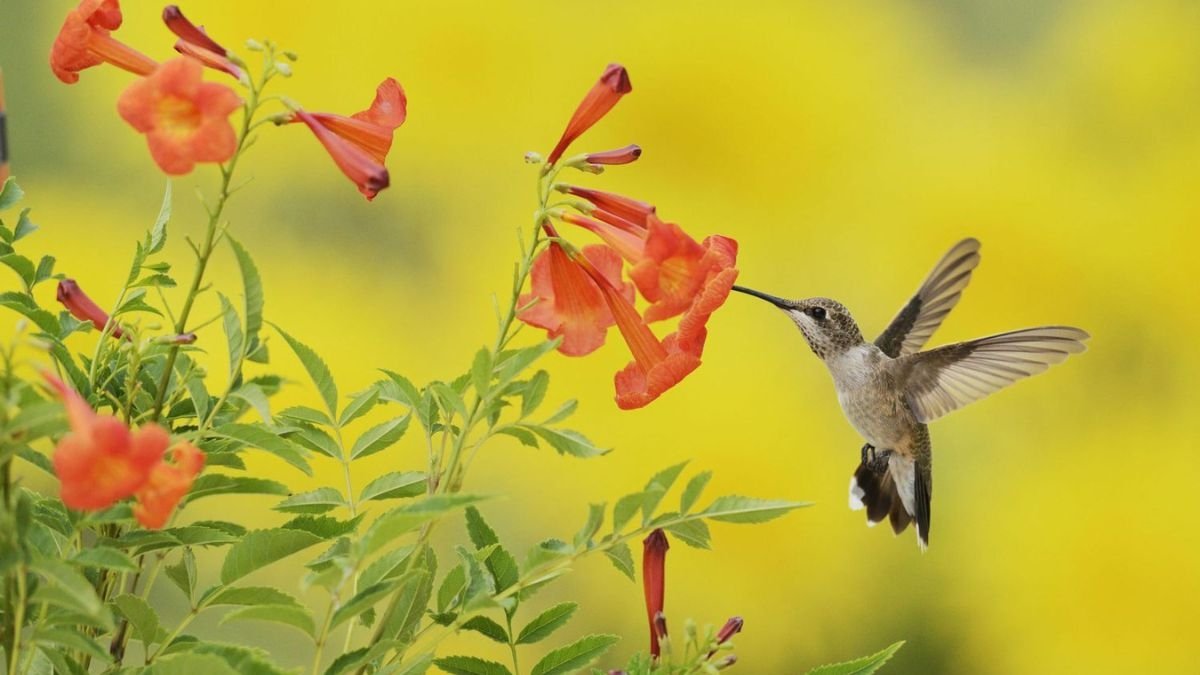 5 Beautiful Hummingbird Flower Beds to Add Lively Movement
