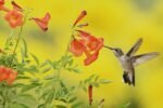 5 Beautiful Hummingbird Flower Beds to Add Lively Movement