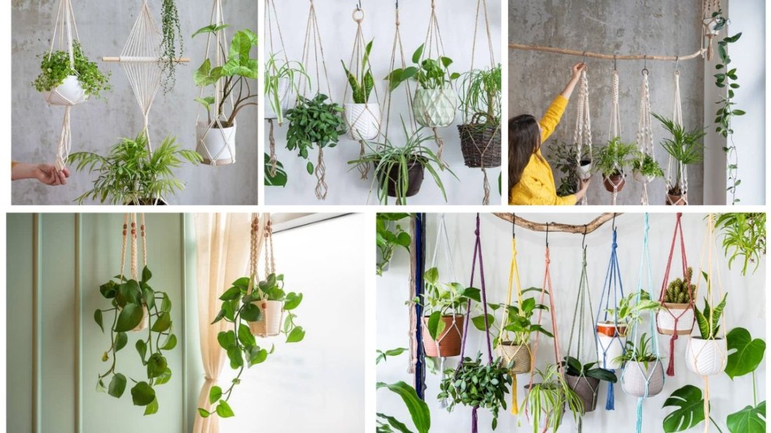 5 Lush Hanging Plants That Instantly Beautify Your Room