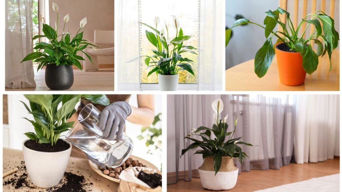 How to Care for a Peace Lily Plant Effectively