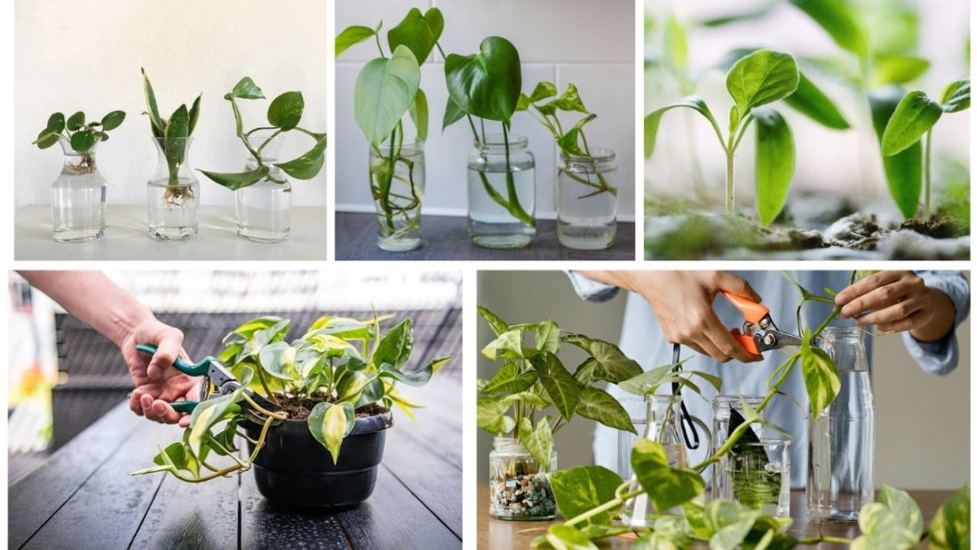 How to Propagate Plants for Your Garden: A Complete Easy-to-Follow Guide