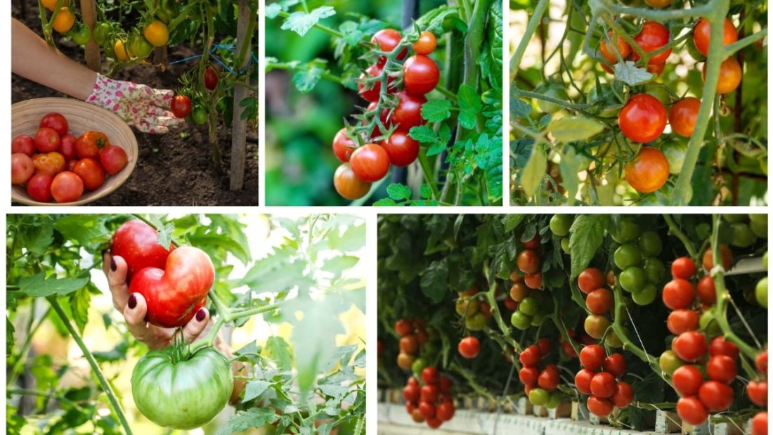 How to Grow Tomato Plants for Juicy Harvests: A Complete Guide