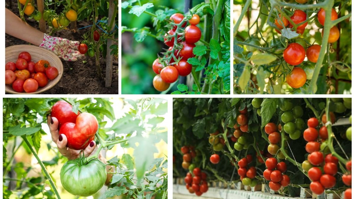 How to Grow Tomato Plants for Juicy Harvests: A Complete Guide