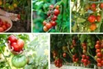 How to Grow Tomato Plants for Juicy Harvests: A Complete Guide