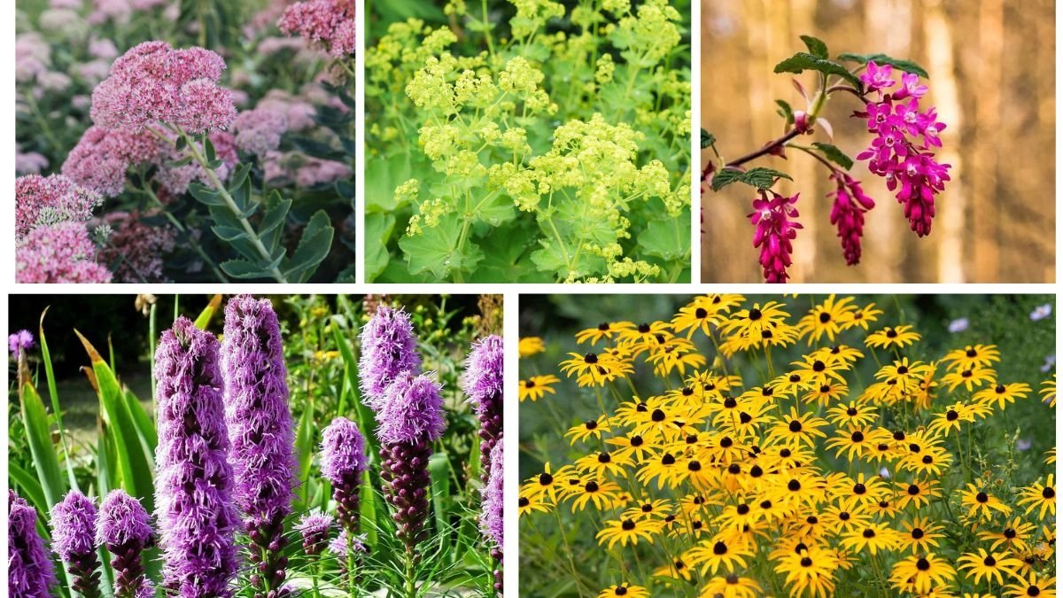 5 Hardy Plants for Clay Soil That Thrive in Challenging Gardens