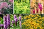 5 Hardy Plants for Clay Soil That Thrive in Challenging Gardens