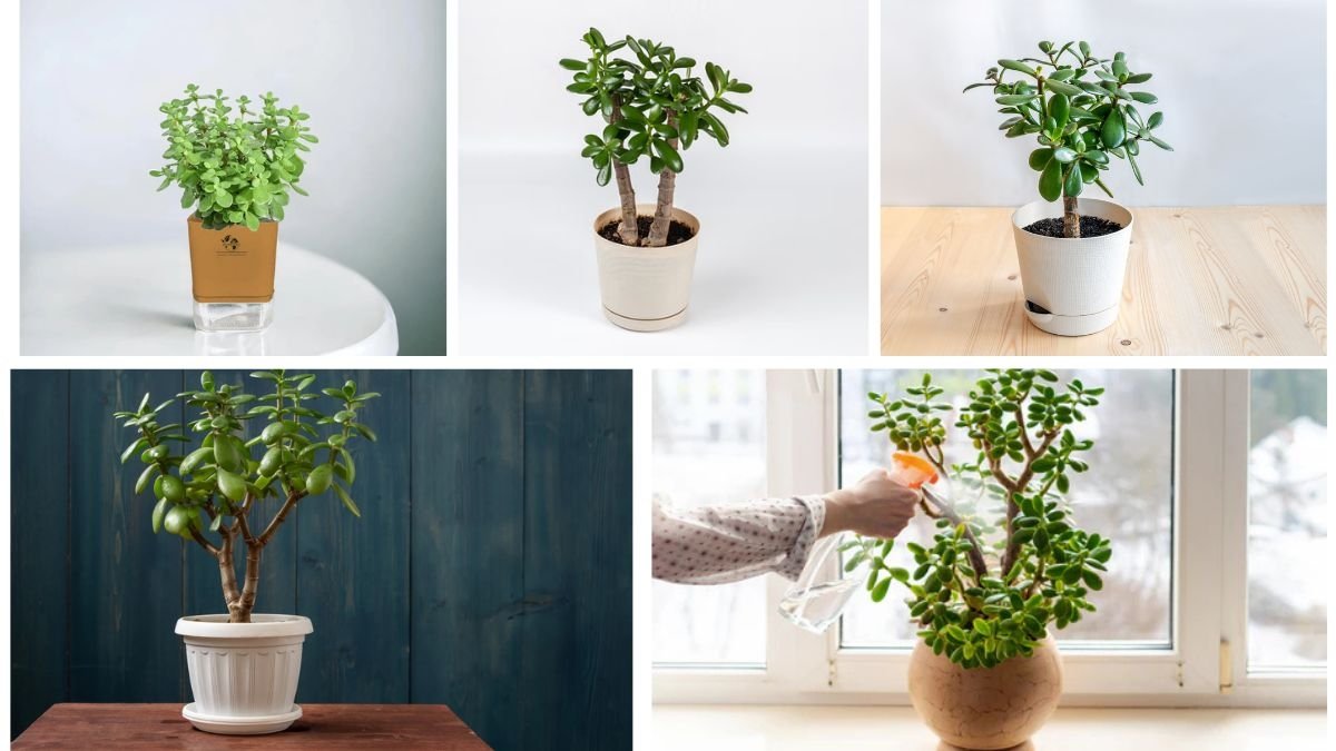 How to Care for a Jade Plant Anywhere, Anytime