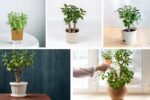 How to Care for a Jade Plant Anywhere, Anytime