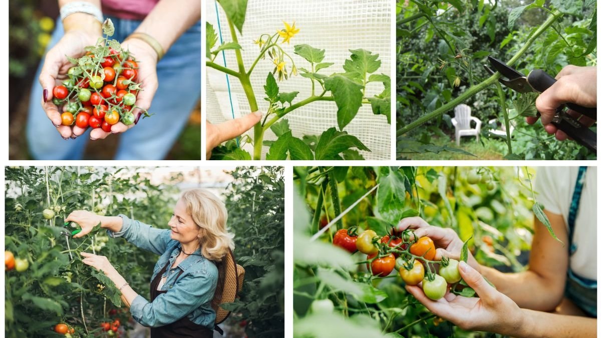 How to Prune Tomato Plants for Bigger Harvests