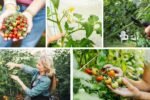 How to Prune Tomato Plants for Bigger Harvests