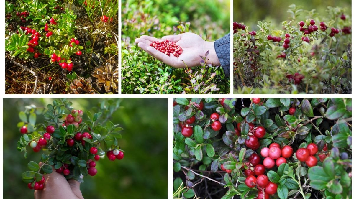 Growing Cranberry Plants for Fresh Seasonal Harvests