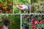Growing Cranberry Plants for Fresh Seasonal Harvests