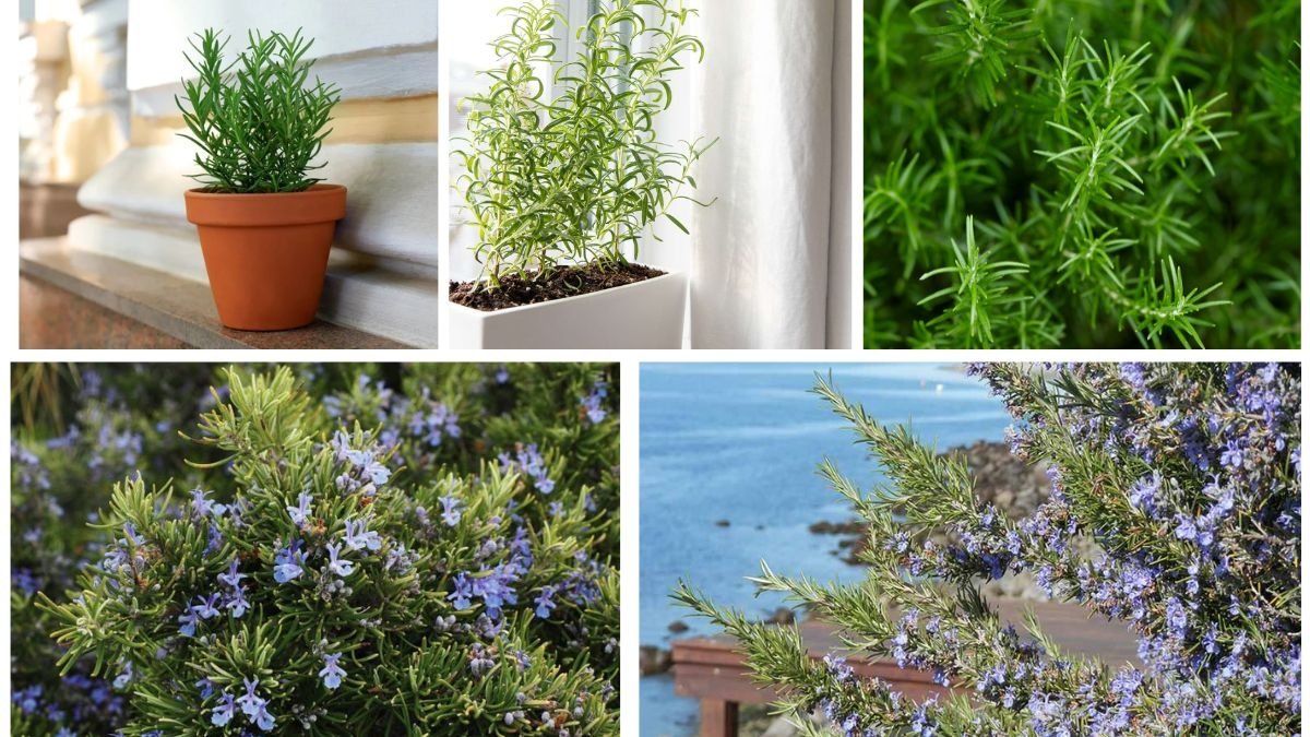 5 Beginner-Friendly Rosemary Plants You Can Grow with Ease