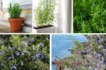 5 Beginner-Friendly Rosemary Plants You Can Grow with Ease