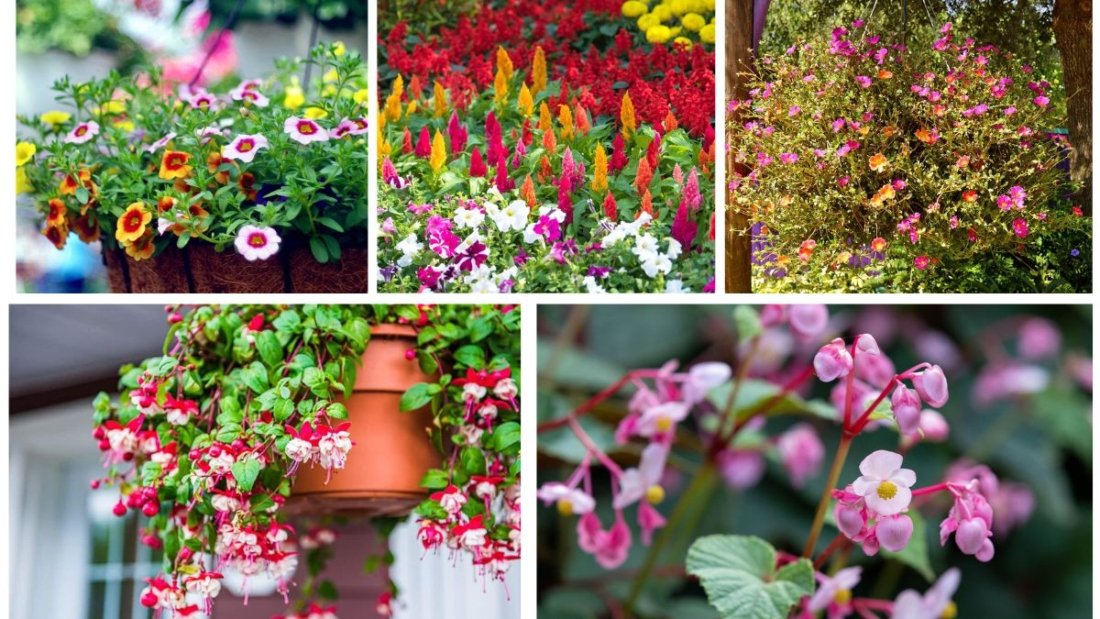 5 Colorful Annuals That Trail Beautifully in Baskets