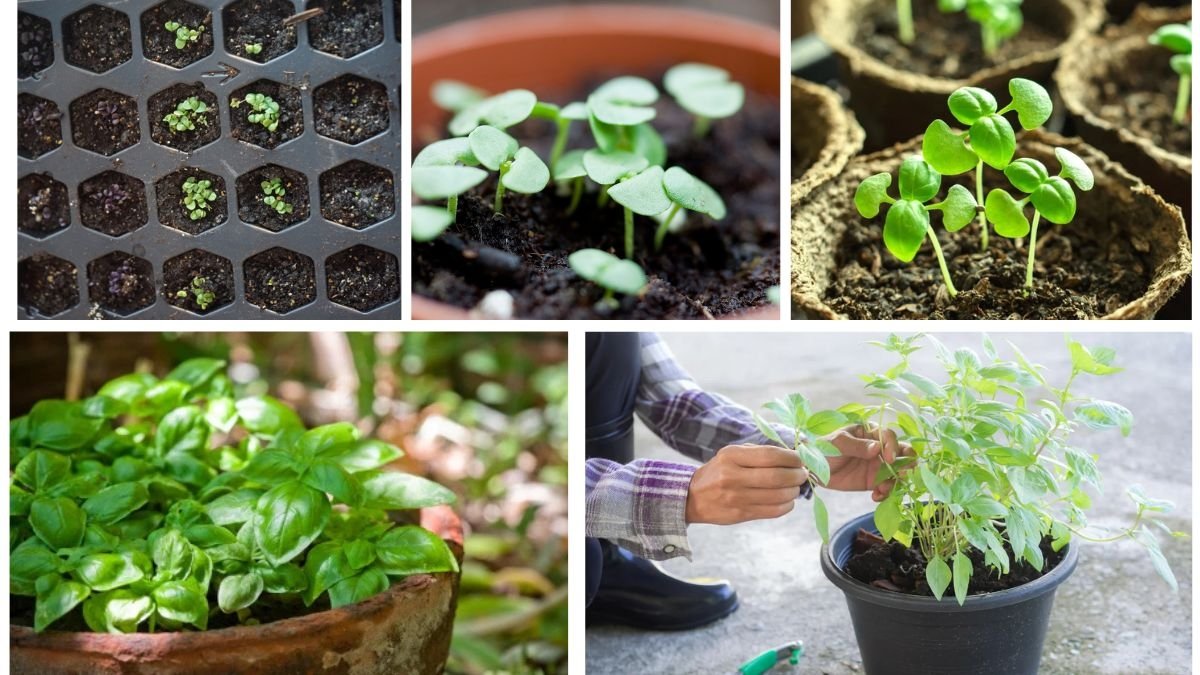 How to Grow Basil from Seeds for Beginners
