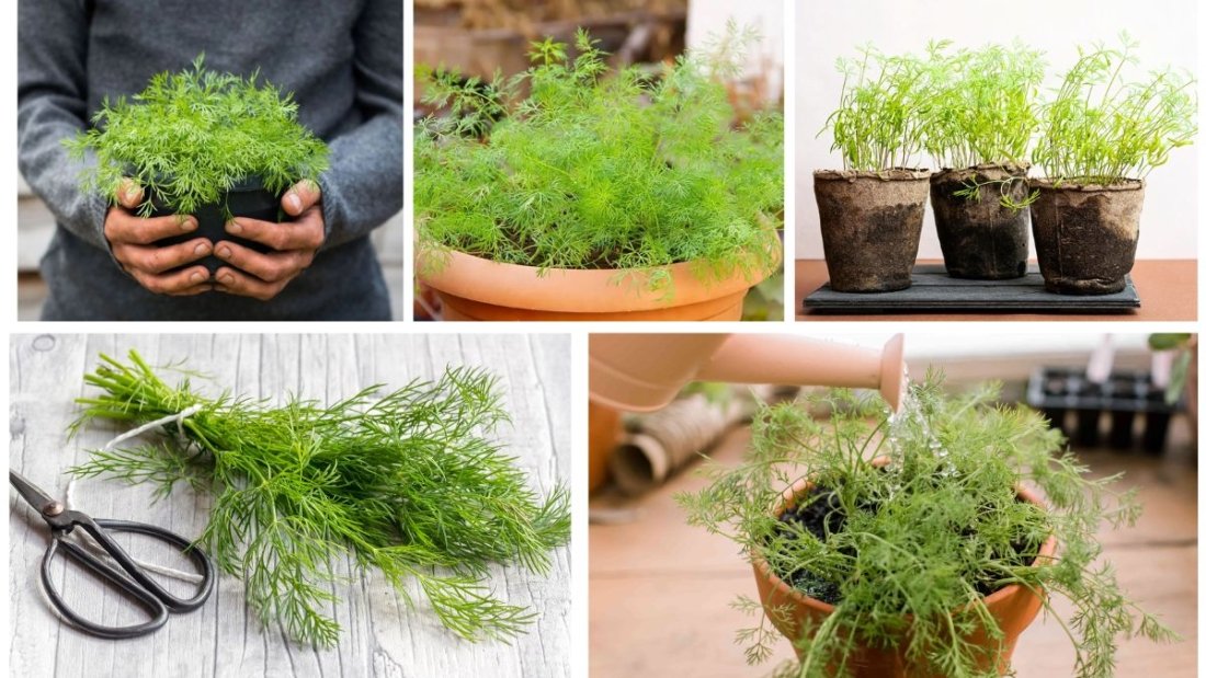 Step-by-Step Guide to Growing Dill in Your Garden