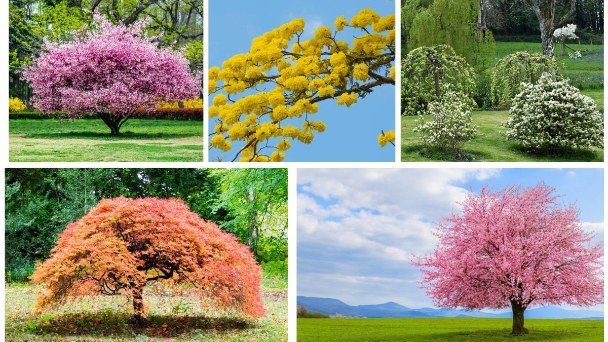 5 Small Ornamental Trees to Enhance Your Home Garden