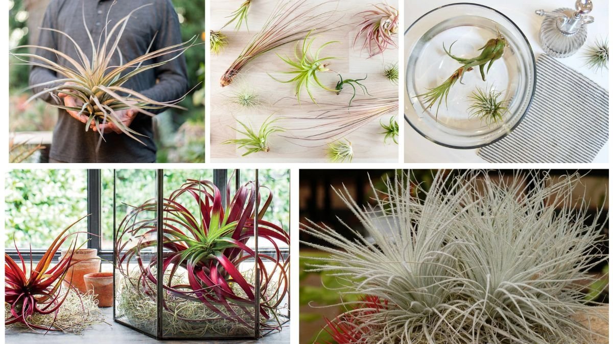 How to Care for Air Plants and Keep Them Alive