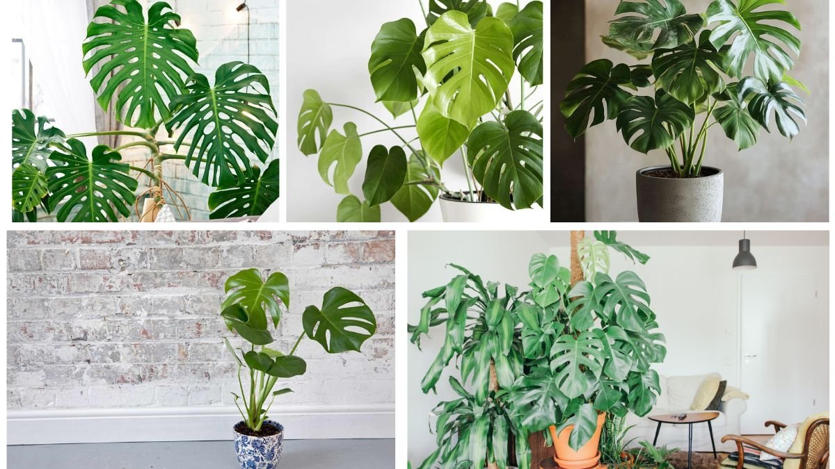 Indoor Monstera Plant Care for Beginners