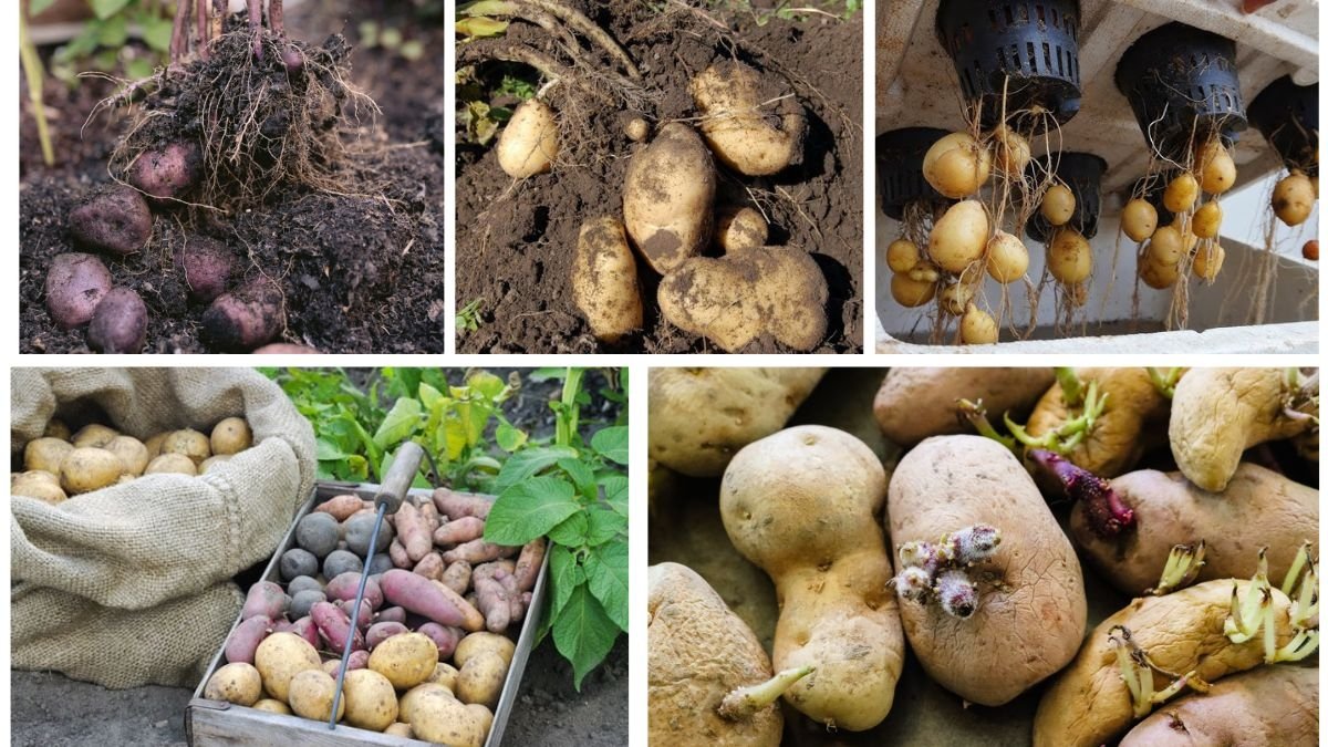 Growing Potatoes from Kitchen Leftovers Made Easy