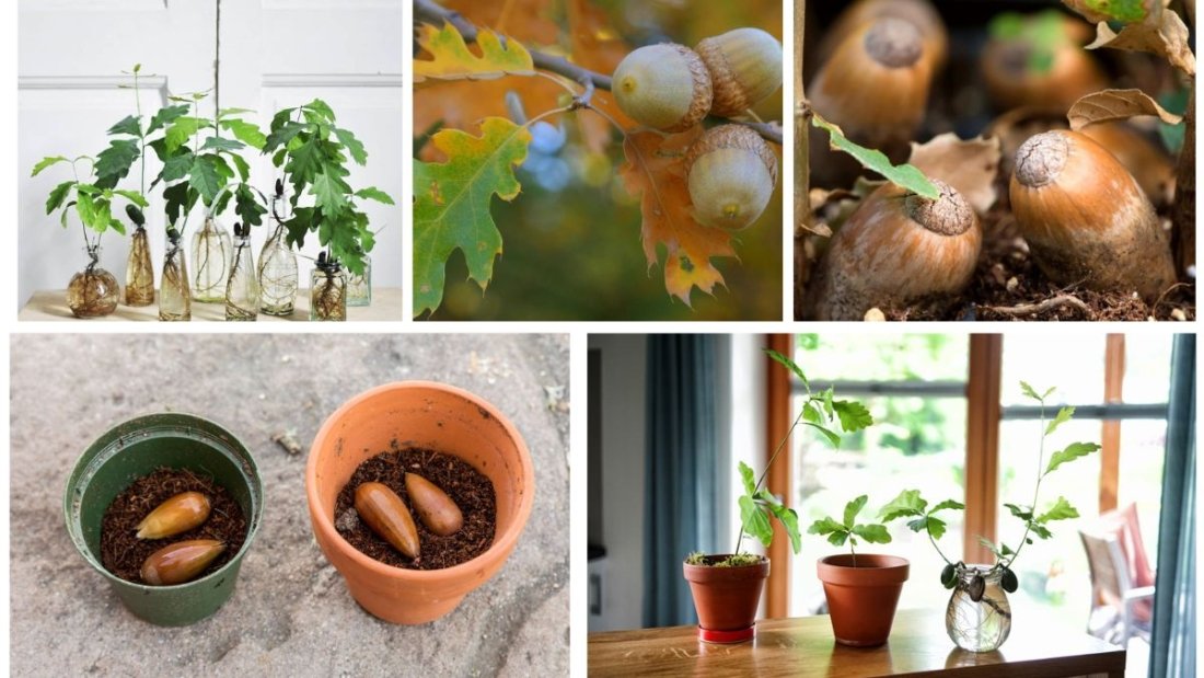 How to Grow Oak Trees from Acorns at Home