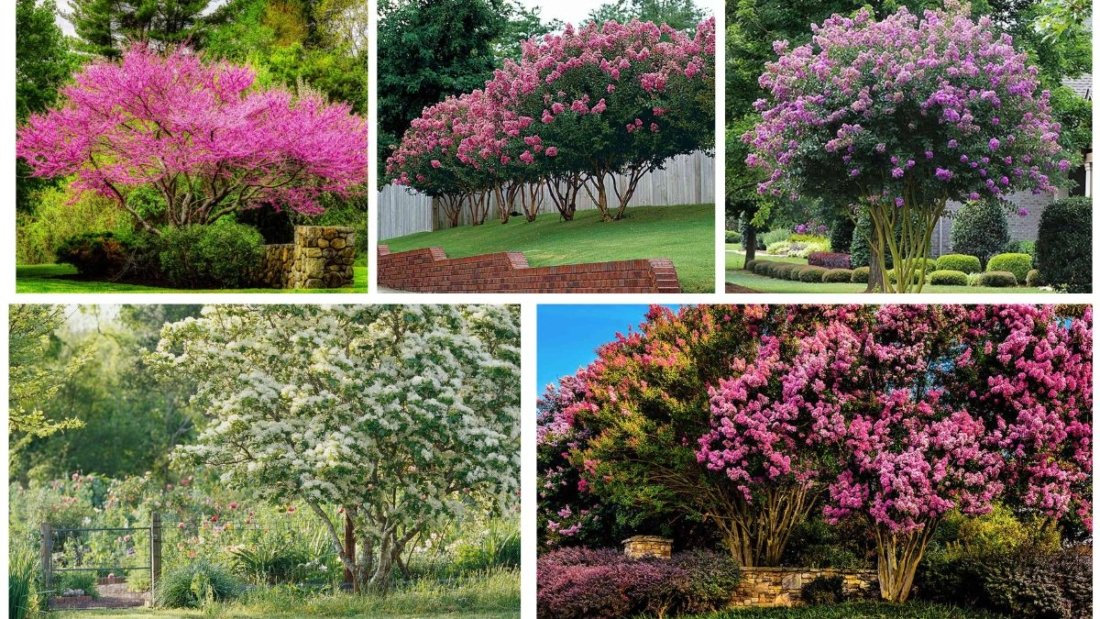 Trees That Stay Small Yet Offer Big Beauty