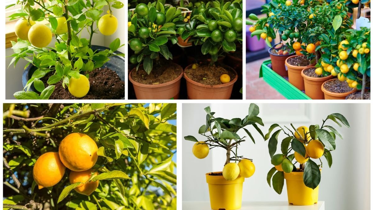 Easy-to-Grow Dwarf Citrus Trees for Beginners