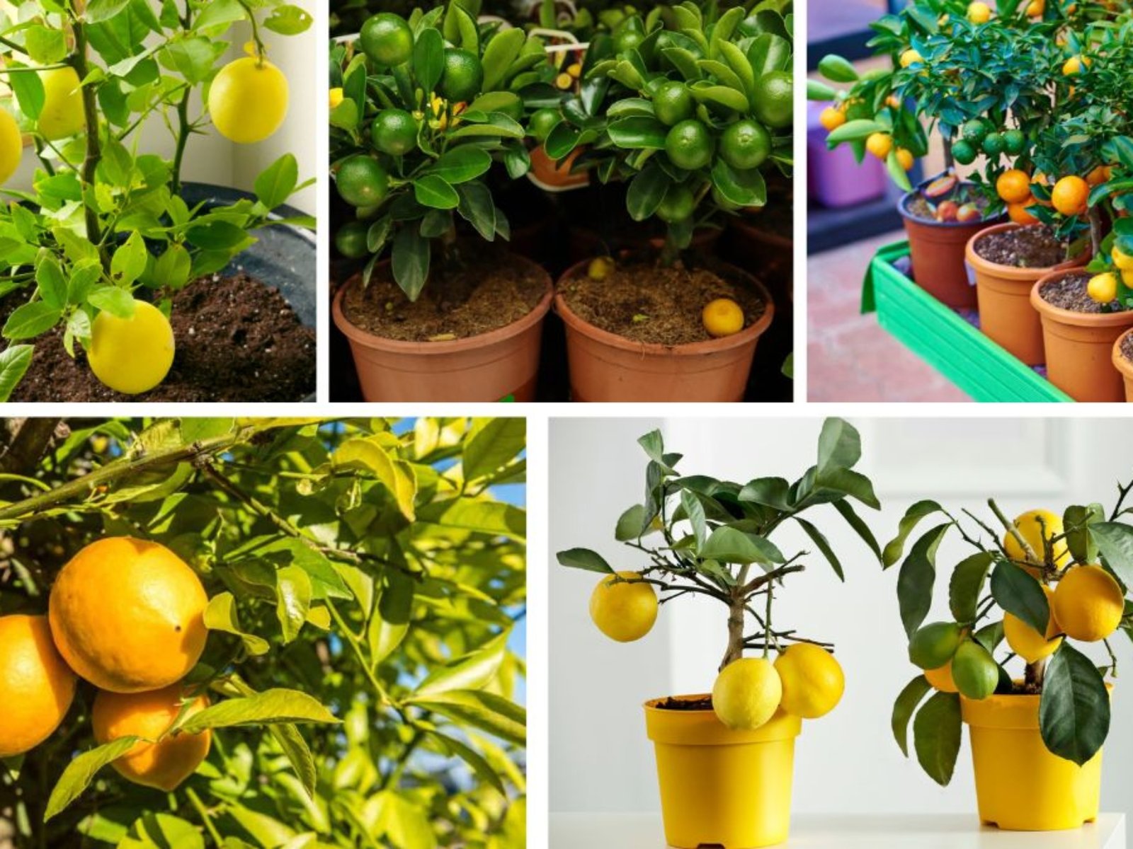 Easy-to-Grow Dwarf Citrus Trees for Beginners