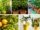 Easy-to-Grow Dwarf Citrus Trees for Beginners