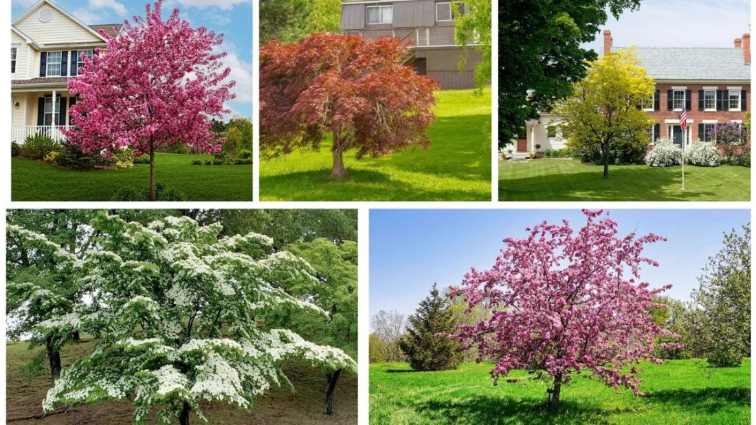 How to Pick the Right Small Tree for a Front Yard