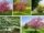 How to Pick the Right Small Tree for a Front Yard