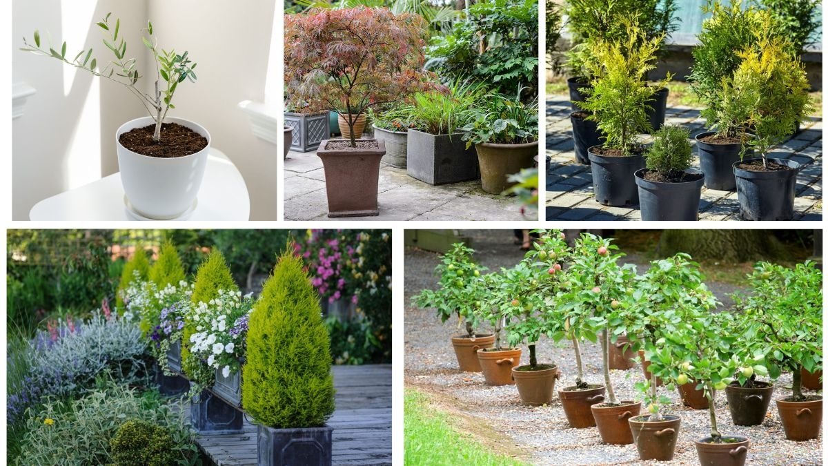 Small Trees That Thrive in Containers