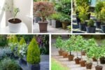 Small Trees That Thrive in Containers