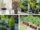 Small Trees That Thrive in Containers