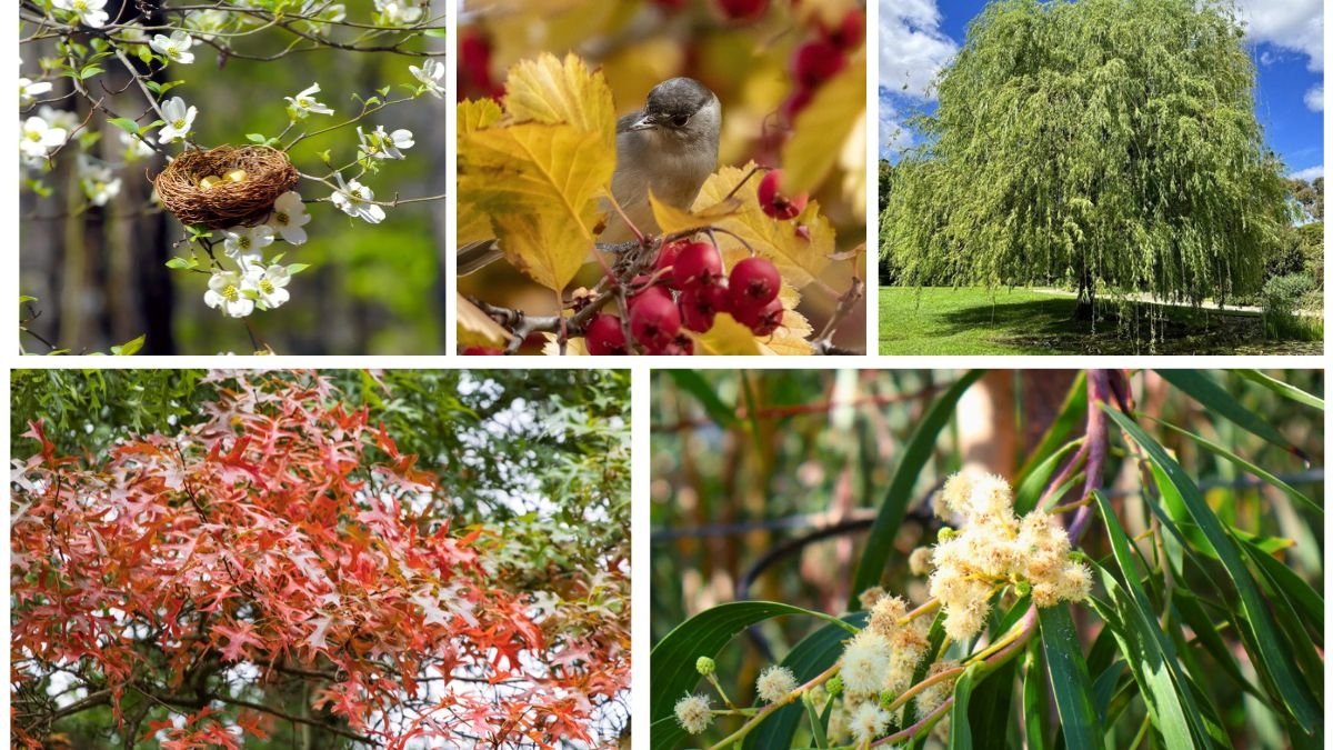 Native Small Trees That Support Wildlife