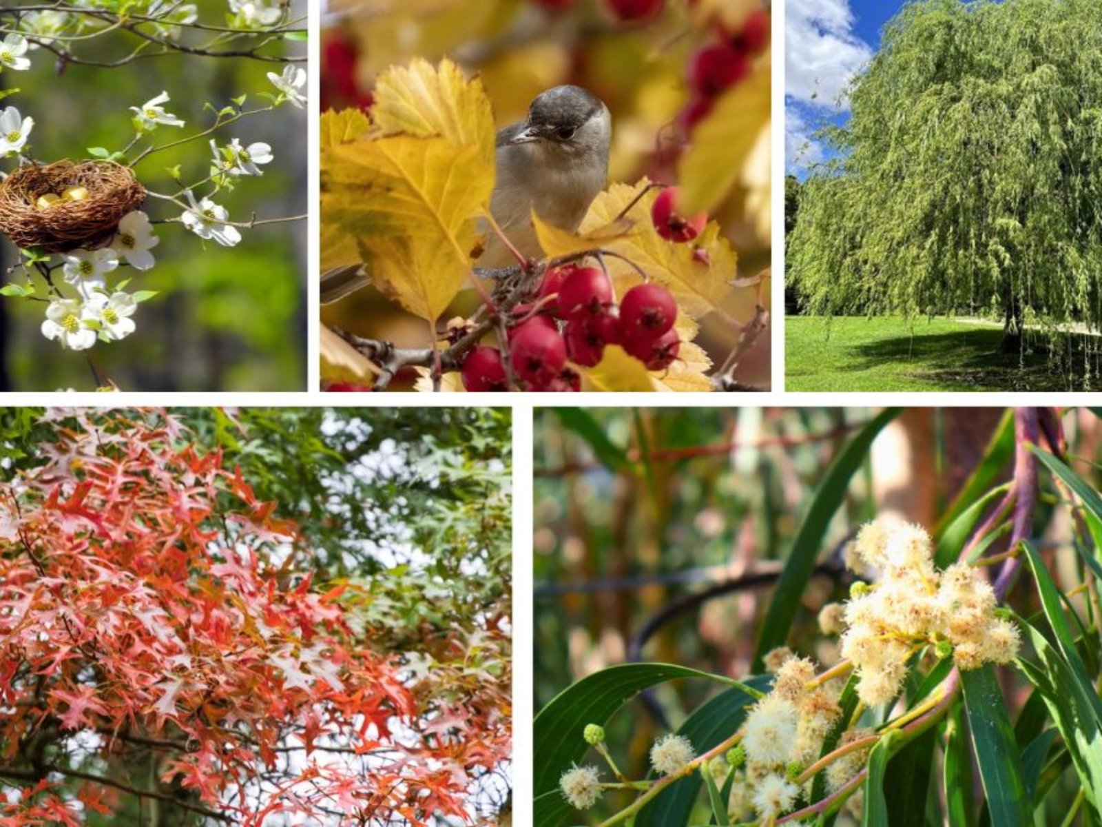 Native Small Trees That Support Wildlife