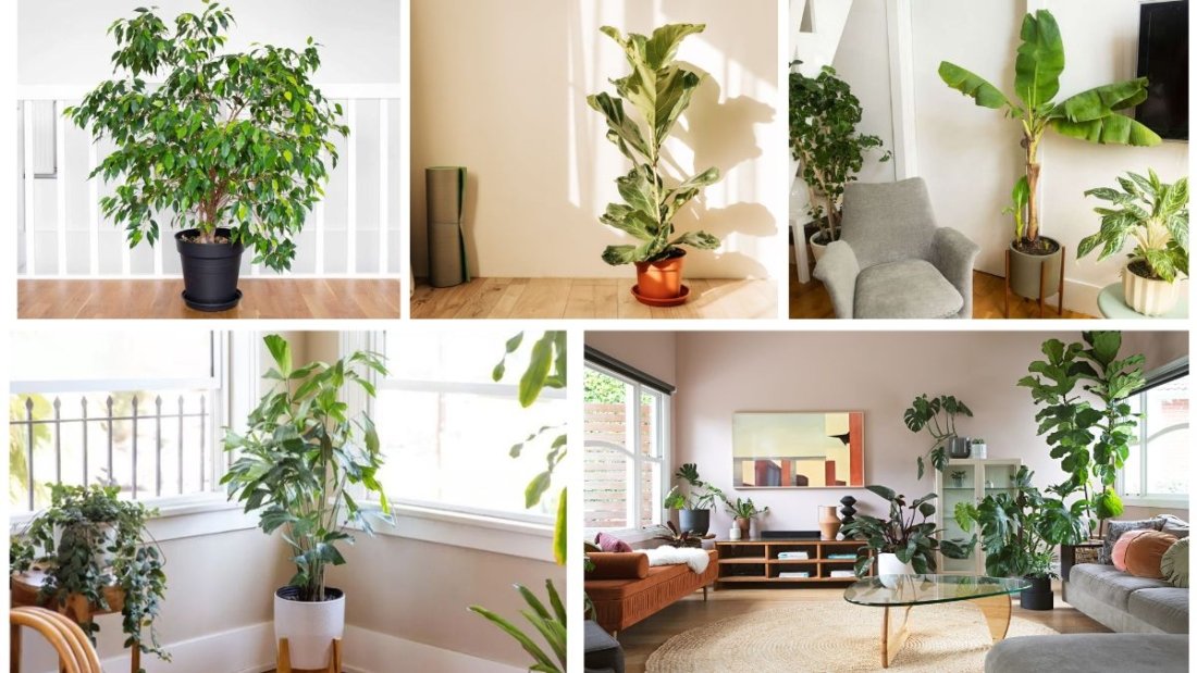 Trees That Can Be Grown Indoors Year-Round