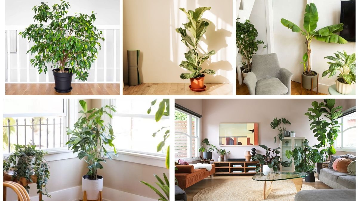 Trees That Can Be Grown Indoors Year-Round