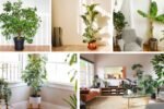 Trees That Can Be Grown Indoors Year-Round