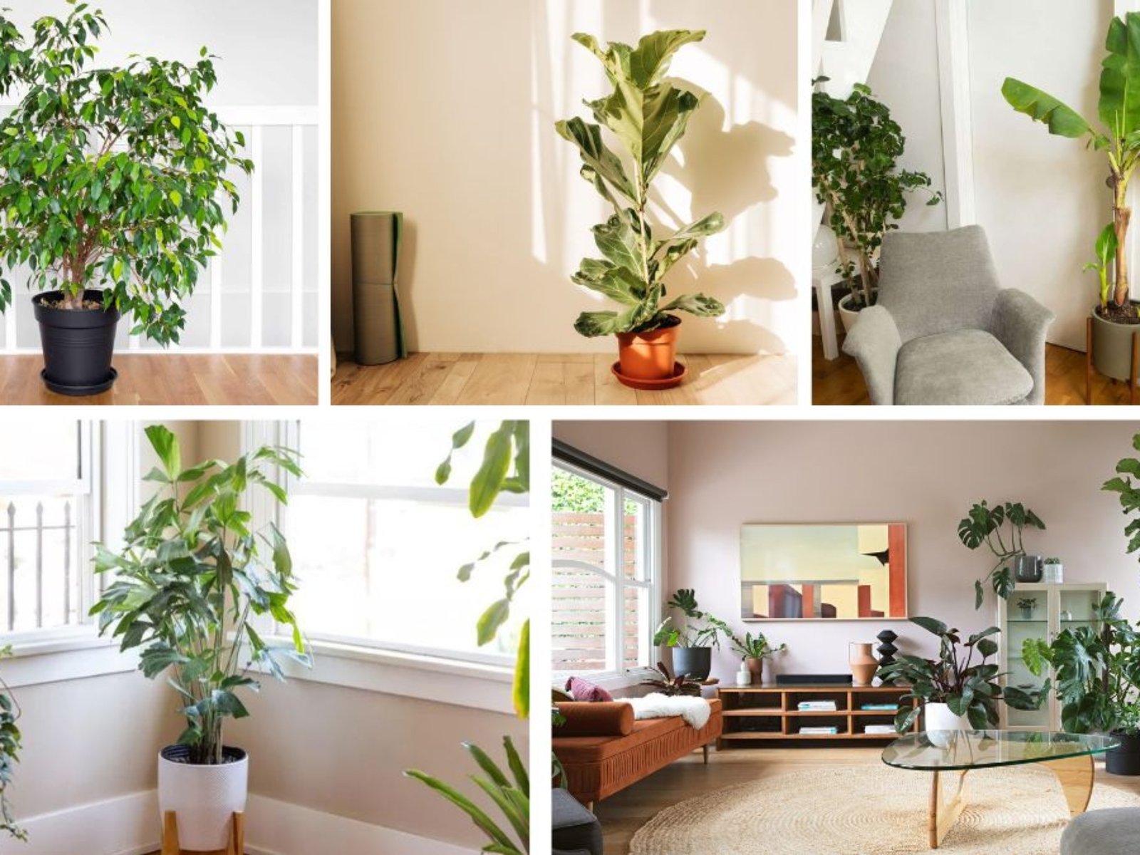 Trees That Can Be Grown Indoors Year-Round