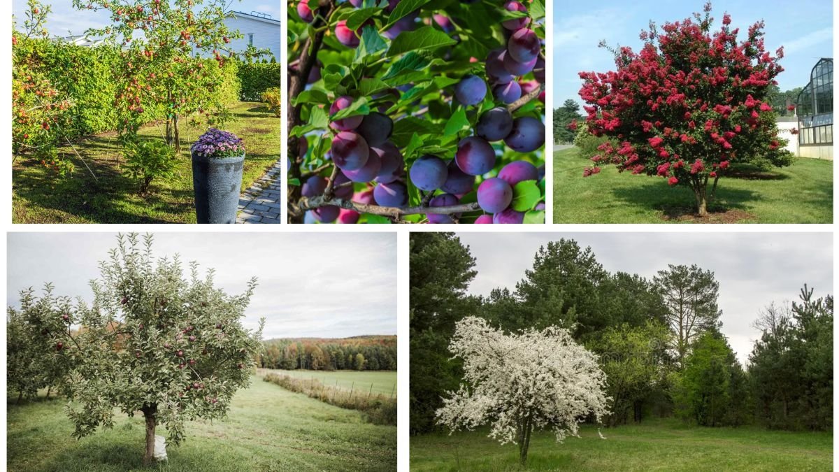 Dwarf Trees That Thrive in Cold Climates