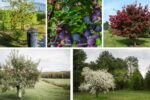 Dwarf Trees That Thrive in Cold Climates