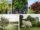 Dwarf Trees That Thrive in Cold Climates