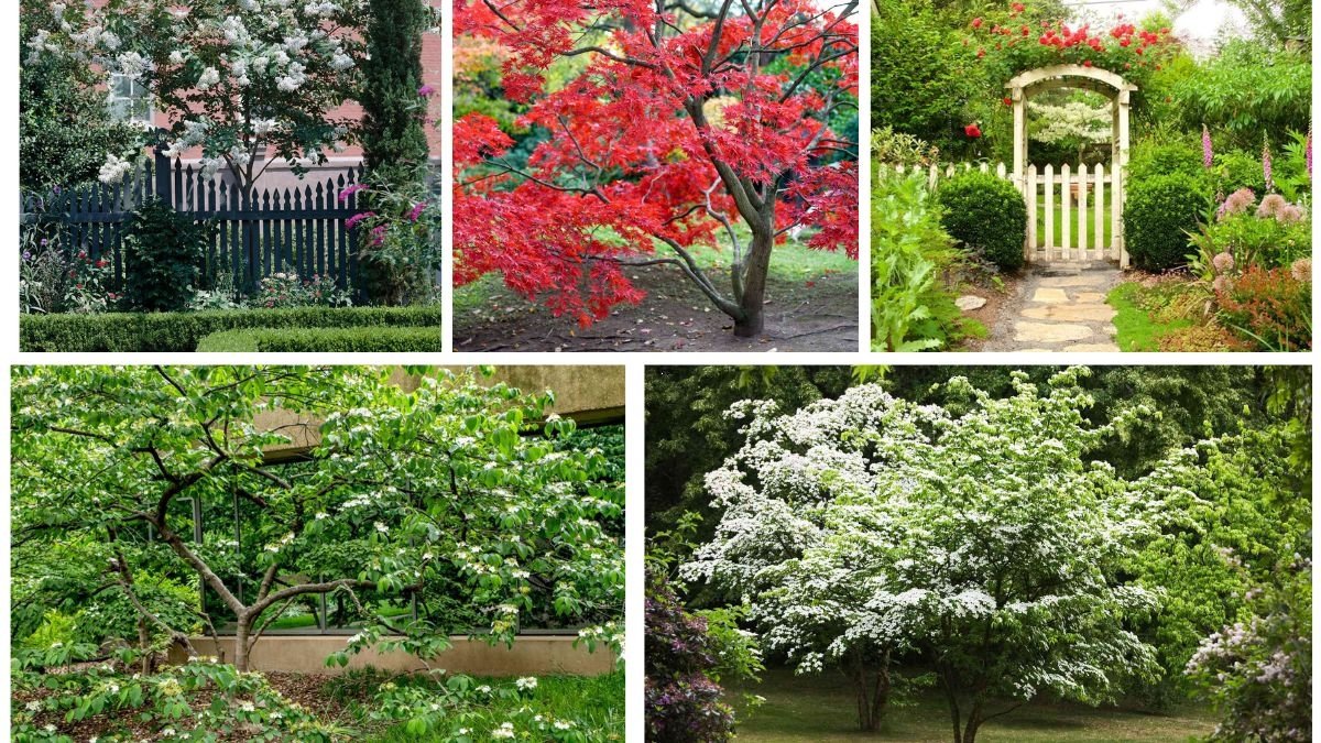 Small Trees That Fit Narrow Side Yards