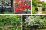 Small Trees That Fit Narrow Side Yards