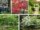 Small Trees That Fit Narrow Side Yards